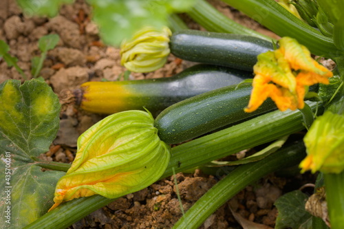 Closeup of a zucchini plant