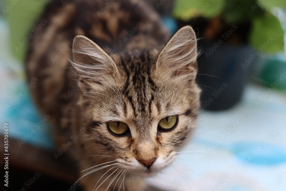 cat in the garden