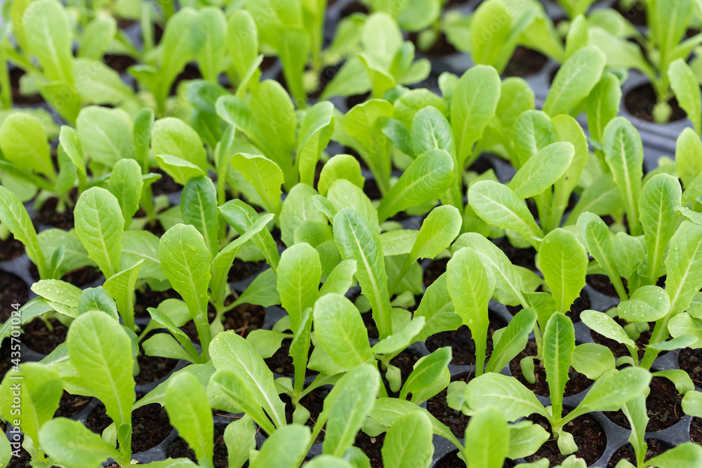 Vegetable seeding Vegetable seeding