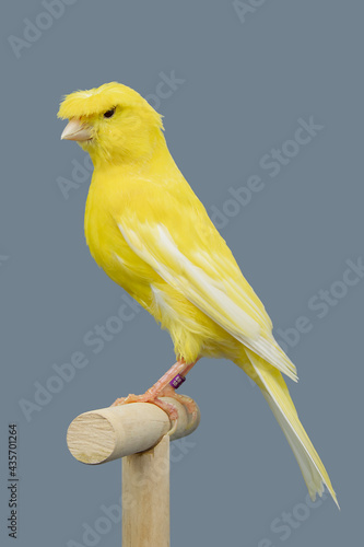Yellow canary bird perched in softbox