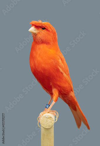 Red canary bird perched in softbox