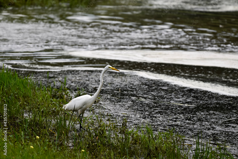 Fototapeta premium great blue heron