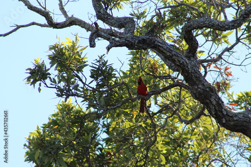 Red male cardinal bird in a tree
