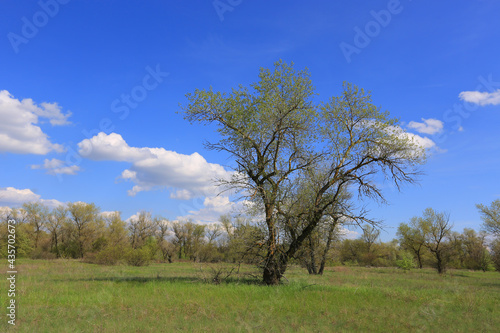 spring tree on green meadow
