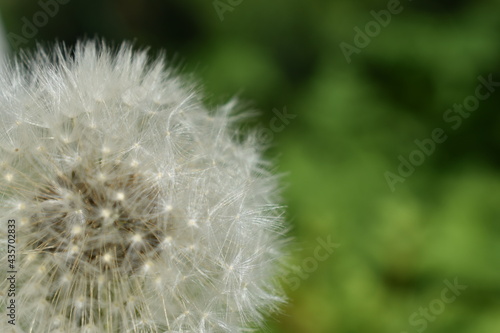 dandelion on green background