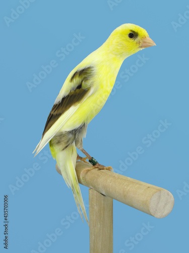 Scotch Fancy canary bird perched in softbox