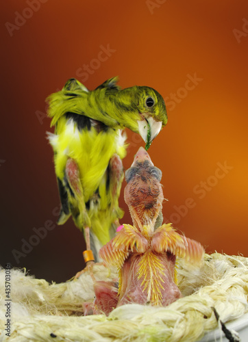Young canary bird in nest