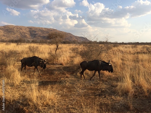 Cape Buffalo