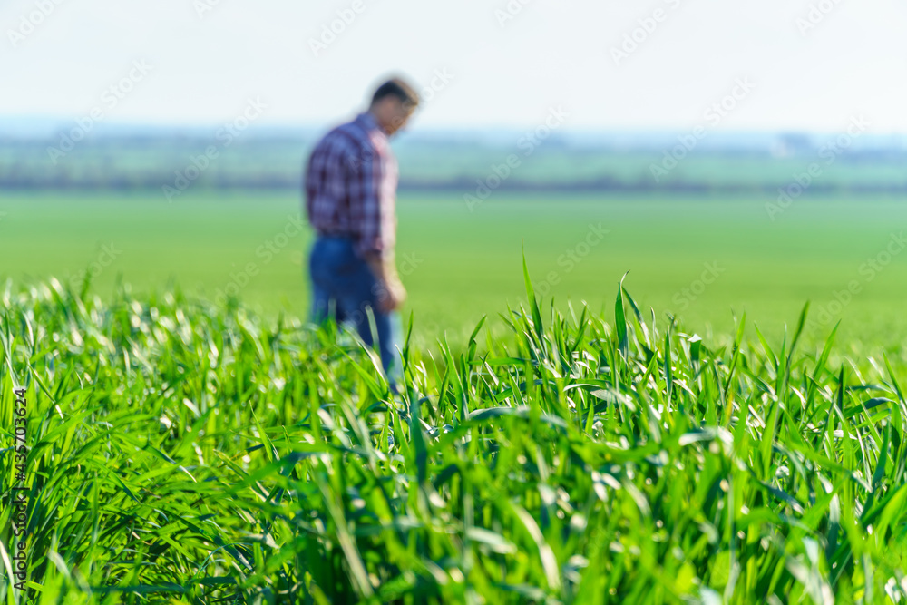 a man as a farmer walking along the field, dressed in a plaid shirt and jeans, checks and inspects young sprouts crops of wheat, barley or rye, or other cereals, a concept of agriculture and agronomy a man as a farmer walking along the field, dressed in a plaid shirt and jeans, checks and inspects young sprouts crops of wheat, barley or rye, or other cereals, a concept of agriculture and agronomy