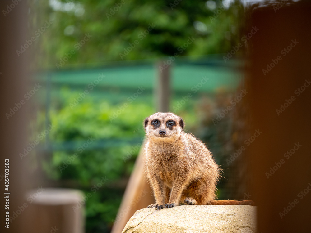 Fototapeta premium suricate