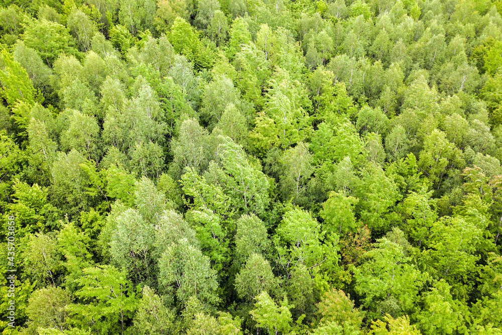 Top down aerial view of green summer forest with canopies of many fresh trees.