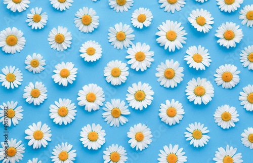 Flowers composition. Chamomile flowers on blue background. Spring, summer concept. Flat lay, top view. Beautiful flower pattern. Closeup.