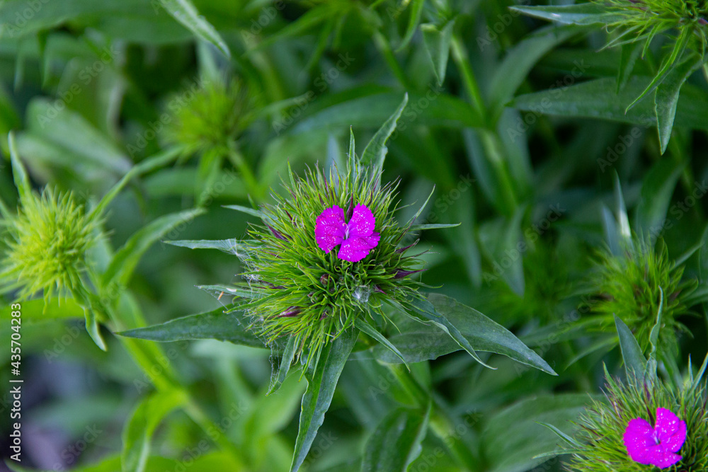 pink beautiful little flowers not fully open in spring pink beautiful little flowers not fully open in spring