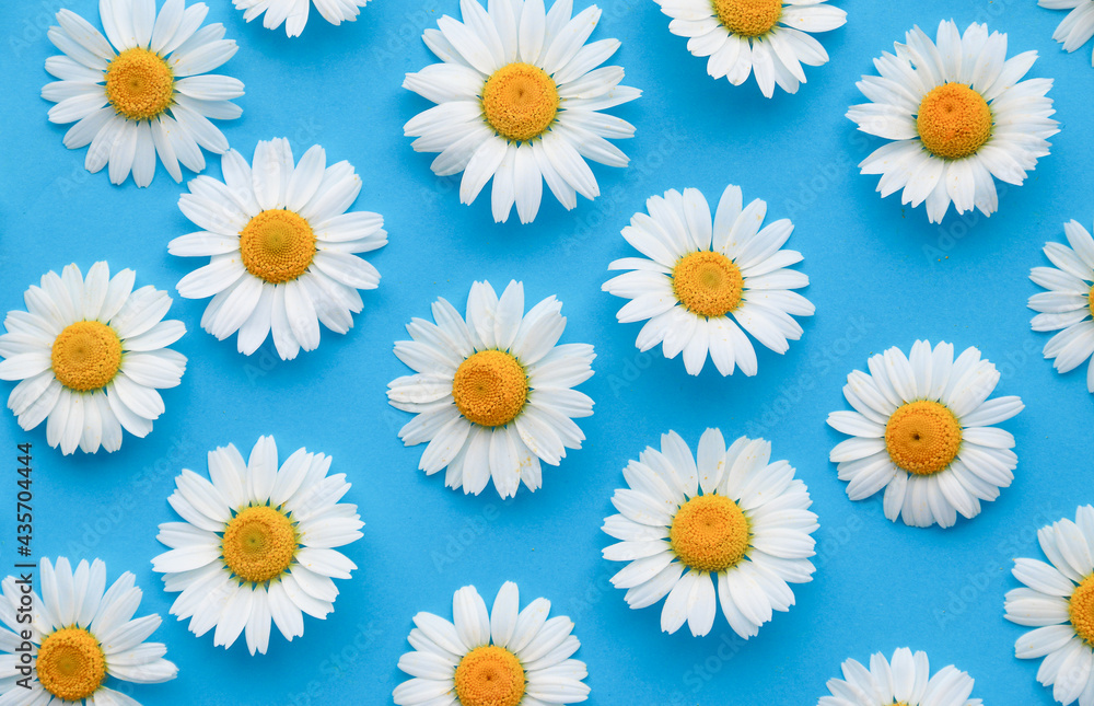 Flowers composition. Chamomile flowers on blue background. Spring, summer concept. Flat lay, top view. Beautiful flower pattern. Closeup. Flowers composition. Chamomile flowers on blue background. Spring, summer concept. Flat lay, top view. Beautiful flower pattern. Closeup.