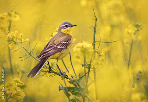 Yellow wagtail bird in rape field ( Motacilla flava ) © Piotr Krzeslak