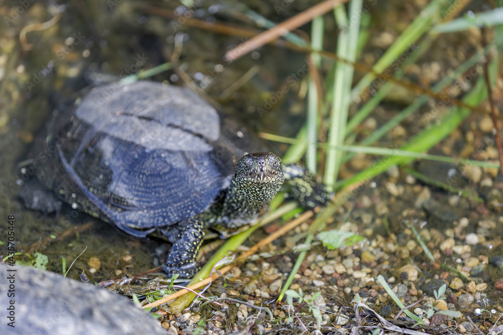 Fototapeta premium Small water turtle near the shore of a pond on a sunny day