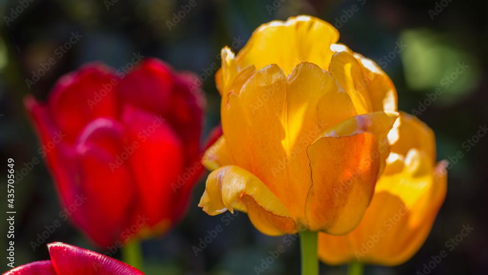 eine gelbe blühende Tulpe, im Hintergrund eine rote Tulpe eine gelbe blühende Tulpe, im Hintergrund eine rote Tulpe