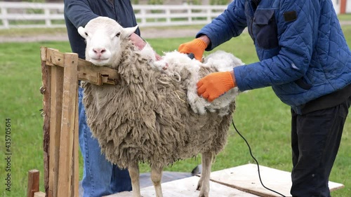 Farmer shearing sheep in corral. Hands of man sheaving wool from sheep