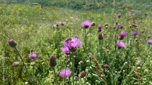 thistle flower and a feeding bee