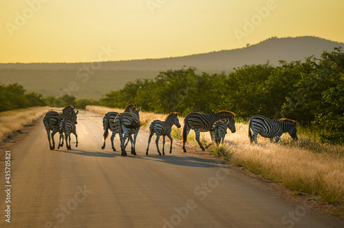 Zebra crossing at sunset in Africa. Kruger National Park South Africa