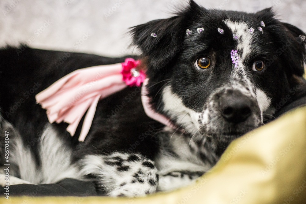 Without a defined breed, she becomes a can, she is cute. Without a defined breed, she becomes a can, she is cute.