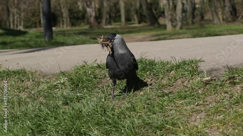 Jackdaw walks on the grass in the park and collects branches to build a nest