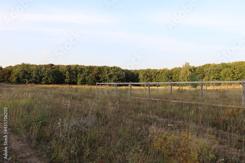 field and forest