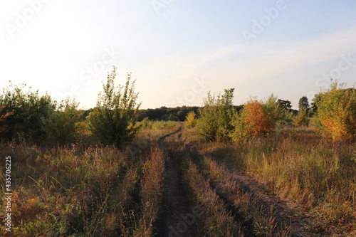 sunset in the forest