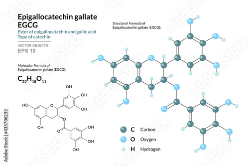 EGCG. Epigallocatechin gallate. Structural Chemical Formula and Molecule 3d Model. C22H18O11. Atoms with Color Coding. Vector Illustration