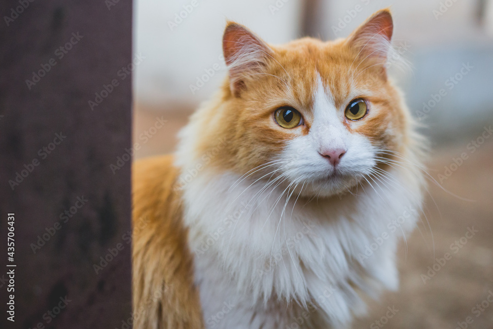 beautiful kittens! they are the best company beautiful kittens! they are the best company