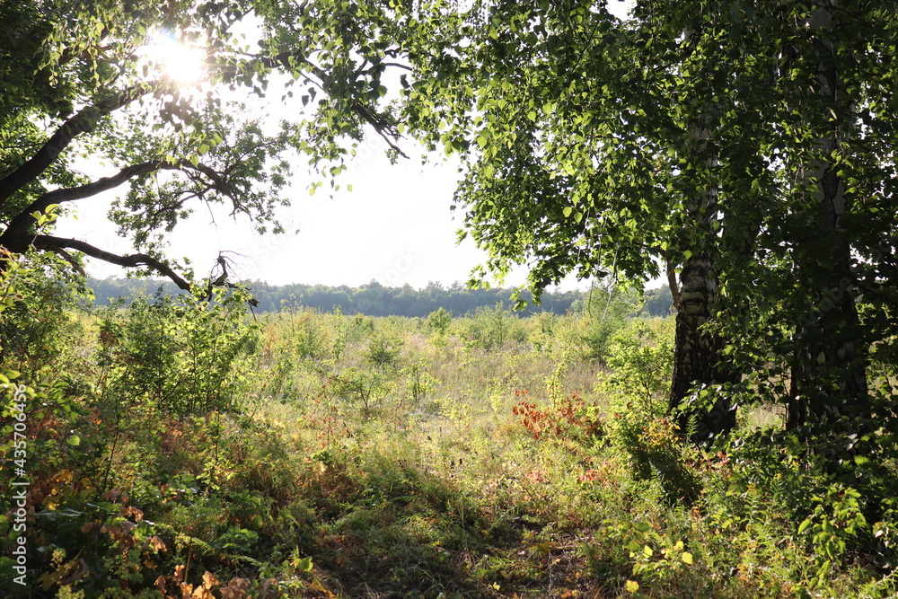 morning in the forest