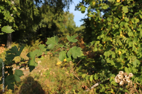 leaves in the forest