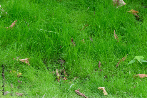 Unmown green lawn. Wild grass with fallen leaves. Natural background. Ecology concept.