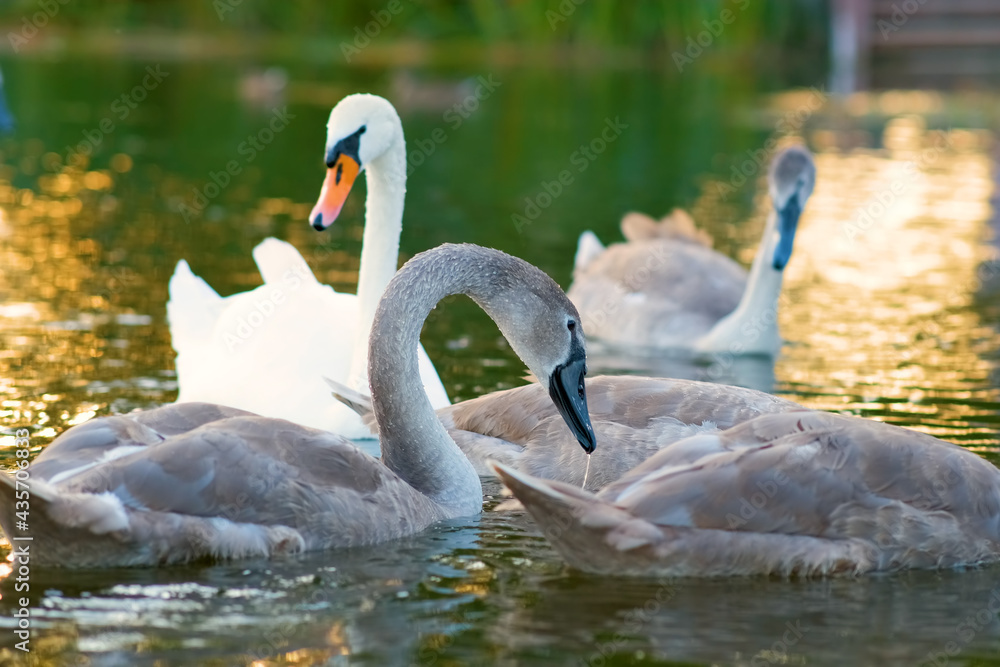 Fototapeta premium White and gray swans swimming on lake water in summer.