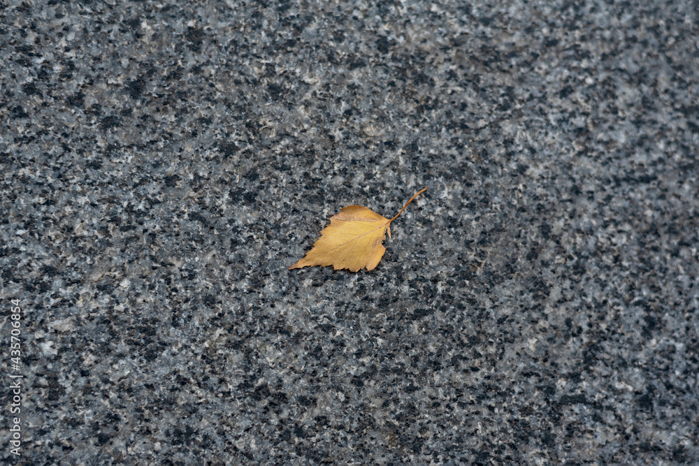 Gray asphalt and small yellow leaf. Lonely fallen leaf on the road. Gray asphalt and small yellow leaf. Lonely fallen leaf on the road.