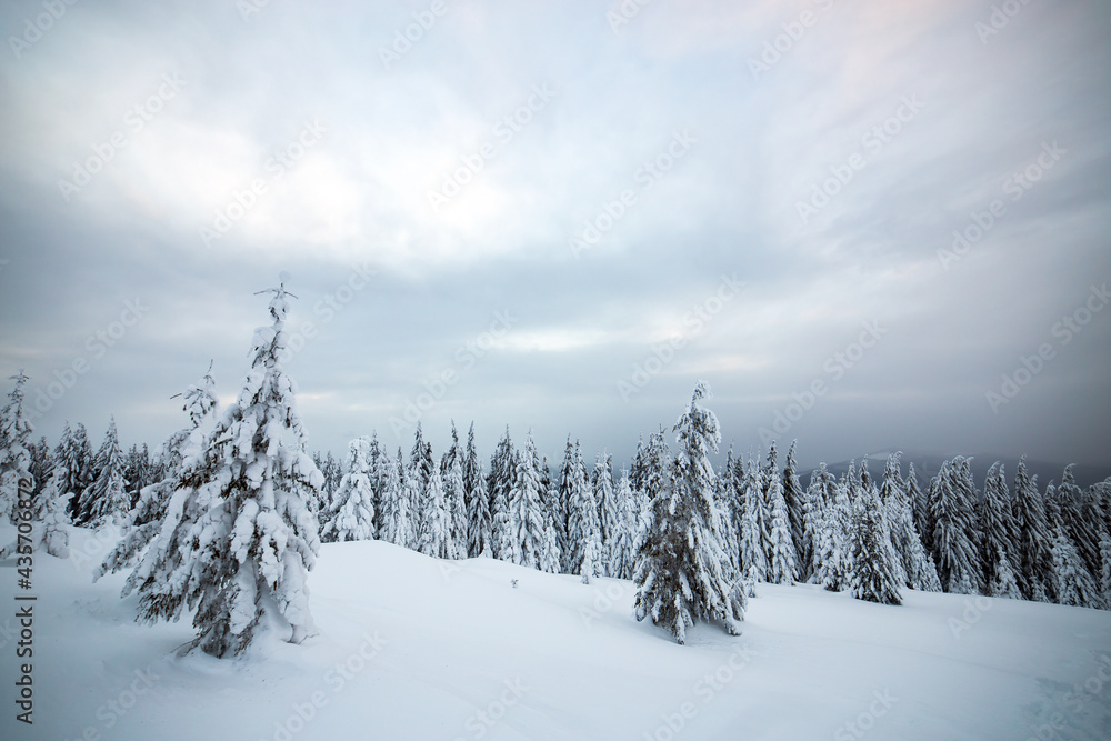 Moody winter landscape of spruce woods cowered with deep white snow in cold frozen highlands.