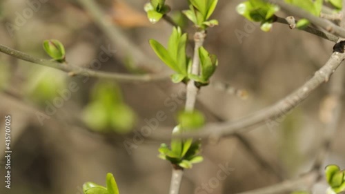 Young leaves appear on the tree in spring