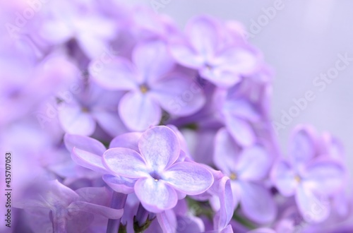 Lilac flowers macro, floral macro background, beauty background.