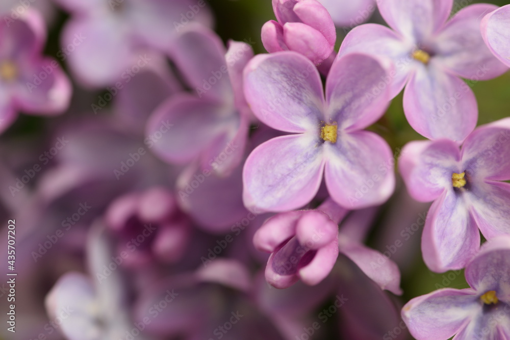 Lilac flowers macro, blooming lilac floral background Lilac flowers macro, blooming lilac floral background