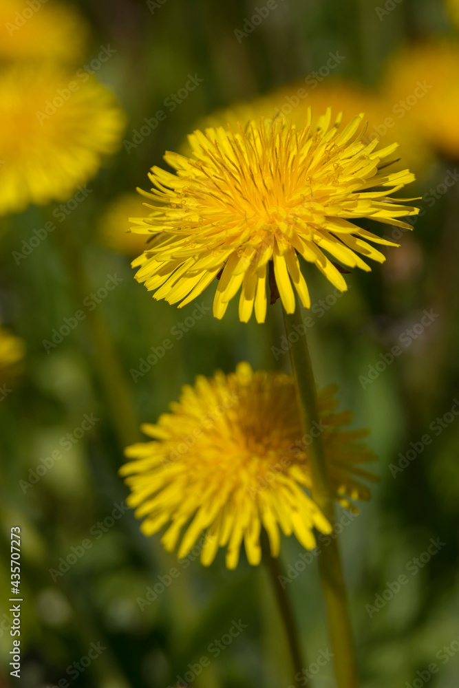 Large yellow dandelion flowers. Medicinal plant Taraxacum. Yellow blooming field of spring flowers. Large yellow dandelion flowers. Medicinal plant Taraxacum. Yellow blooming field of spring flowers.