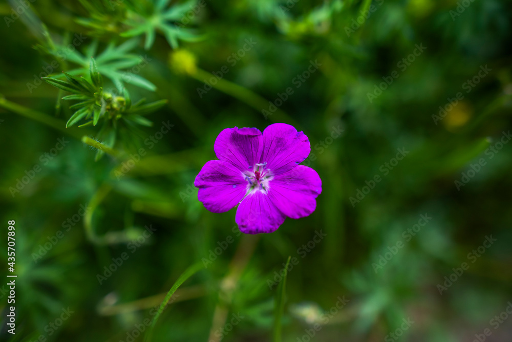 2021_05_01_Grancona_Geranium sanguineum 2021_05_01_Grancona_Geranium sanguineum