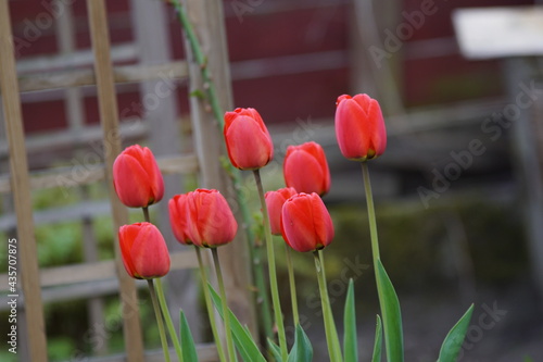 Tulipany ,kwiaty ,kwiaty tulipany ,ogród