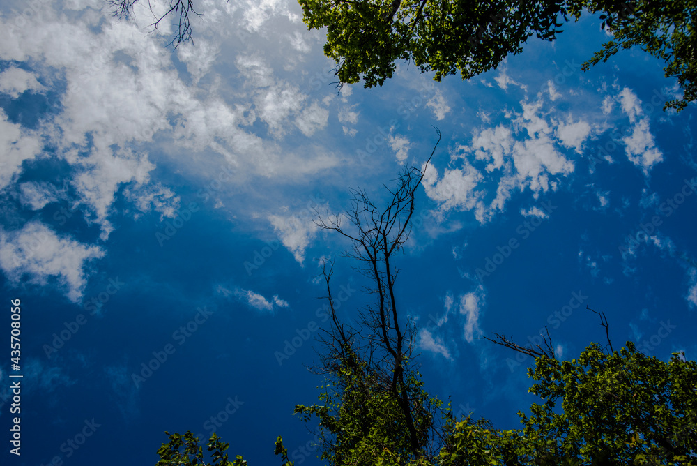 2021_05_01_Grancona_sky and branches 2021_05_01_Grancona_sky and branches