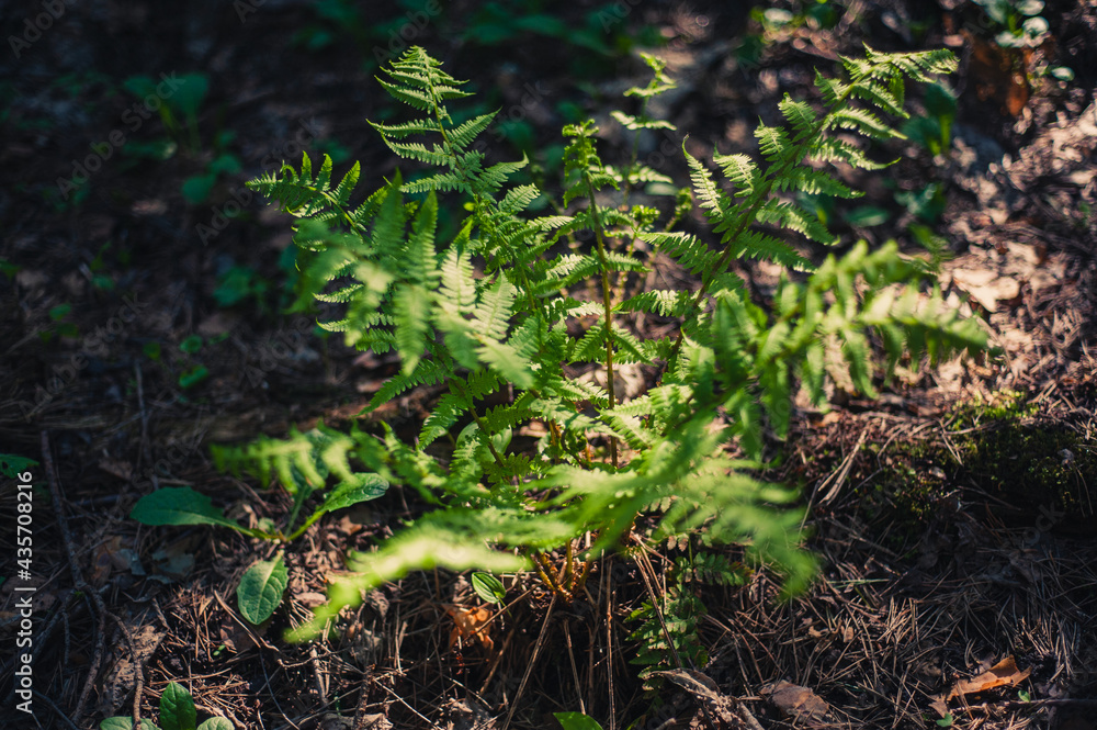 Fern bush in the forest on a sunny day. Top view Fern bush in the forest on a sunny day. Top view