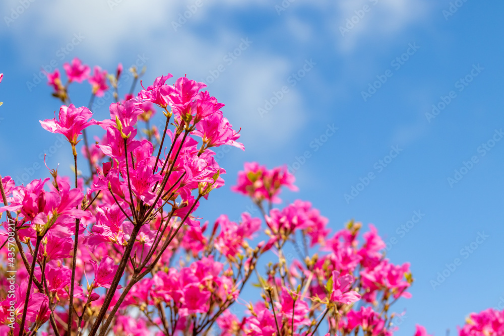Azalea flowers close up, with sky in background. Azalea flowers close up, with sky in background.