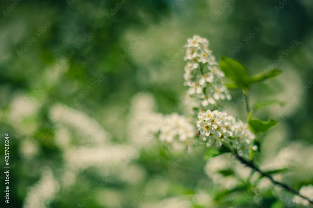 Green and white bokeh of bird cherry flowers. Copy space. Close up. Selective focus Green and white bokeh of bird cherry flowers. Copy space. Close up. Selective focus