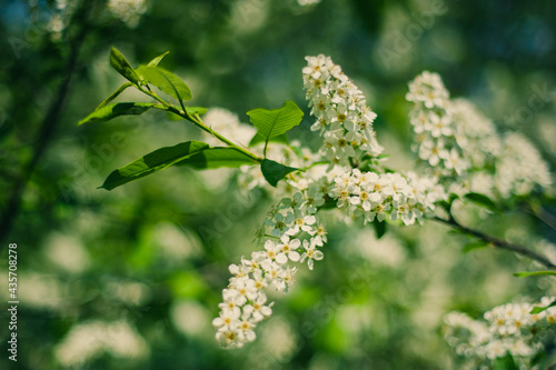 A branch of bird cherry with flowers on a green and white bokeh background. Close up. Selective focus