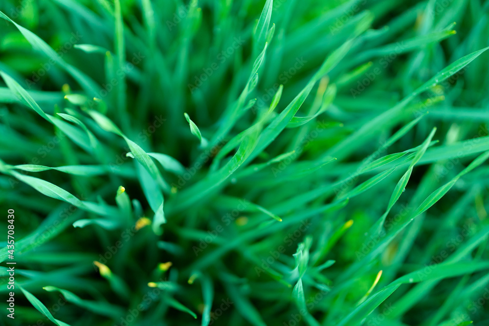 grass grass