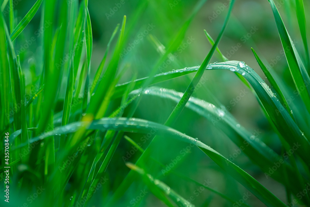dew on grass dew on grass