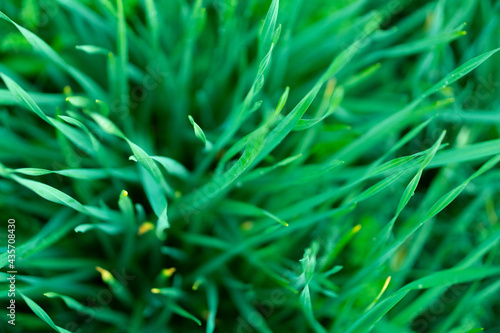 grass